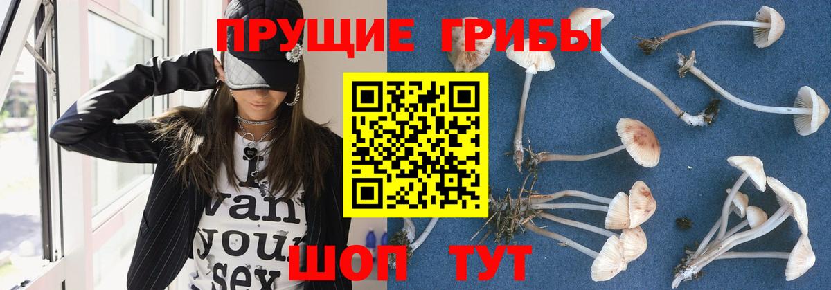 Галлюциногенные грибы Psilocybine cubensis Семилуки